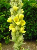 Pokojov rostliny:  > Divizna Velkokvt, Divizna Spovit (Verbascum thapsiforme Schrad., Verbascum phlomoides L)