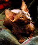 Koky: Klidn > Donsk sphynx (Don Sphynx Cat)