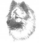 Ps plemena:  > Eurasier