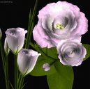 :  > Eustoma, jcnovka (Eustoma)