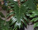 Filodendron