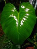 Filodendron