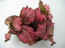 :  > Fittonie (Fittonia)