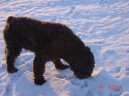 Ps plemena:  > Flandersk bouvier (Bouvier des Flandres)