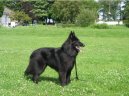 :  > Belgick ovk - Groenendael (Chien de Berger Belge - Groenendael)