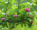 Pokojov rostliny:  > Hloh Obecn (Crataegus oxyacantha)