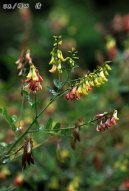 :  > Huang Qi Chuang chi (Astragalus membranaceus)