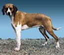 :  > Hygenv honi (Hygenhund, Hygen Hound)