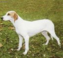 Ps plemena:  > Istrijsk krtkosrst honi (Istrian short-haired Hound)