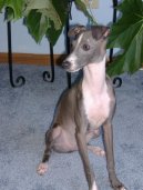 Ps plemena:  > Italsk chrtk (Italian Greyhound)