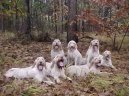 Fotky: Italsk spinone (foto, obrazky)