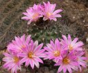 :  > Kaktus Gymnocalycium (Gymnocalycium)