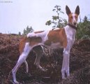 Ps plemena:  > Kanrsk podenco (Podenco Canario)