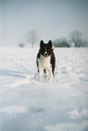 Ps plemena:  > Karelsk medvd pes (Karjalankarhukoira, Karelian Bear Dog)