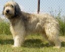 :  > Katalnsk ovk (Catalan Sheepdog)