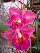 :  > Katleja (Cattleya)