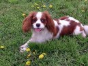 :  > Kavalr King Charles panl (Cavalier King Charles Spaniel)