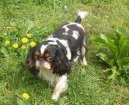 Ps plemena:  > King Charles panl (King Charles Spaniel)