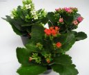 Pokojov rostliny:  > Kolopejka (Kalanchoe)