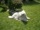 Ps plemena:  > Komondor