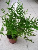 Pokojov rostliny:  > Kdelnice (Pteris cretica)