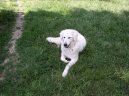 Kuvasz