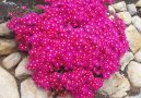 Pokojov rostliny:  > Lampranthus (Lampranthus roseus)