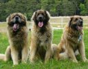 Fotky: Leonberger (foto, obrazky)