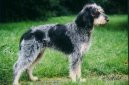 Ps plemena:  > Mal hrubosrst modr gaskosk honi (Griffon bleu de Gascogne, Blue Gascony Griffon)