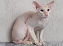 Fotky: Peterbald (foto, obrazky)