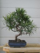 Pokojov rostliny:  > Podocarpus