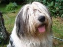 :  > Polsk ovk ninn (Polish Lowland Sheepdog)