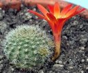 Rebutia miniscula