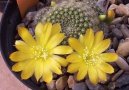 Fotky: Rebutia miniscula (foto, obrazky)