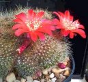 Fotky: Rebutia miniscula (foto, obrazky)