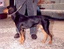 Ps plemena:  > eck honi (Hellinikos Ichnilatis, Hellenic Hound, Greek Harehound)