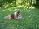 Sheltie