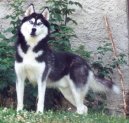 Sibisk husky