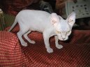 :  > Sphynx (Sfynx Cat)