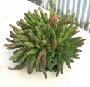 :  > Staplie, smrdutka (Stapelia)