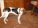 Ps plemena:  > Treeing Walker Coonhound