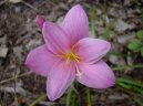 Zephyranthes