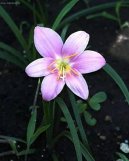 Pokojov rostliny:  > Zephyranthes (Zephyranthes grandiflora)