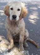 Ps plemena:  > Zlat retrvr (Golden Retriever)