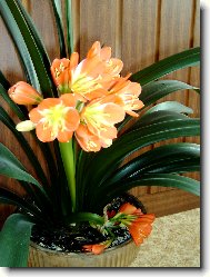 Clivia