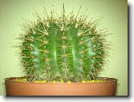 Notocactus