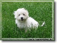 tymsn Coton de Tulear