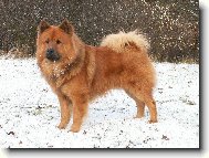 Eurasier na snhu