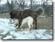 Nai pejsci labradorka Kettynka a kavkazk Hugo