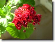 pelargonie rikov